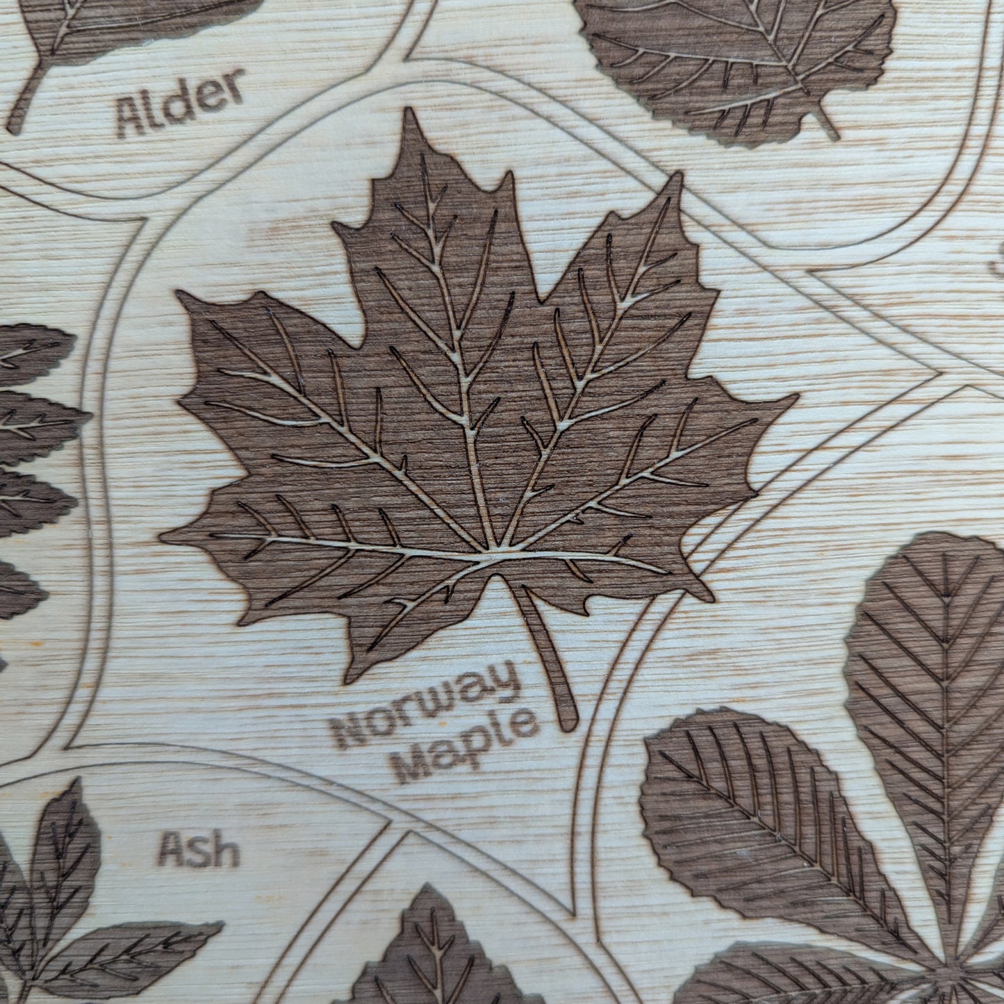 Detective Board - Woodland Leaves